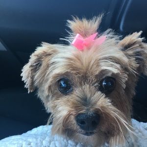 Meet your Posher, Donna